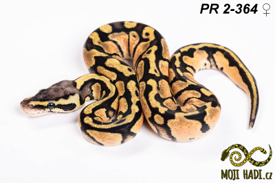 hadi na prodej, mládě, český chov hadů, odchov hadů, mojihadi.cz, Python regius, ballpython, krajta královská, Pastel, het Orange Ghost